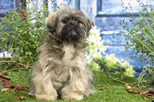 181120: Lhasa Apso dog outdoors in the garden