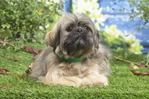 181120: Lhasa Apso dog outdoors in the garden