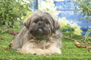 Apso: Lhasa Apso dog outdoors in the garden
