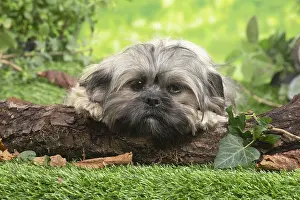 Apso: Lhasa Apso dog outdoors in the garden