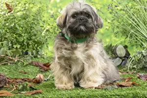 Apso: Lhasa Apso dog outdoors in the garden