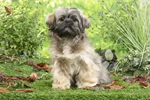 Apso: Lhasa Apso dog outdoors in the garden