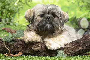 Lhasa: Lhasa Apso dog outdoors in the garden