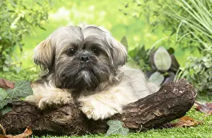 Lhasa: Lhasa Apso dog outdoors in the garden