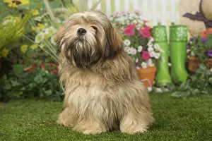 Lhasa: Lhasa Apso dog outdoors in the garden