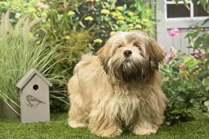Lhasa: Lhasa Apso dog outdoors in the garden
