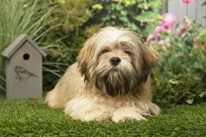Lhasa: Lhasa Apso dog outdoors in the garden