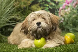 Lhasa: Lhasa Apso dog outdoors in the garden