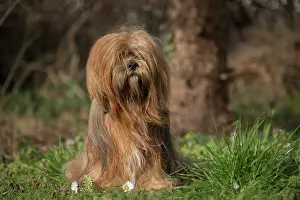 Lhasa: Lhasa Apso dog outdoors in the garden