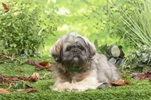 Lhasa: Lhasa Apso dog outdoors in the garden