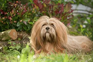 Lhasa: Lhasa Apso dog outdoors in the garden