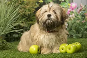 Utility: Lhasa Apso dog outdoors in the garden