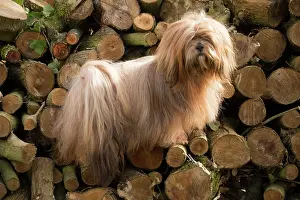 Pile: Lhasa Apso dog outdoors in the garden
