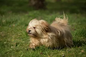 Apsos: Lhasa Apso dog outdoors running in the garden
