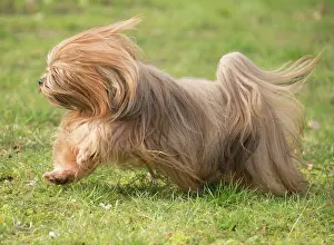 Apsos: Lhasa Apso dog outdoors running in the garden