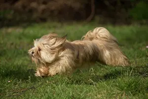 Lhasa: Lhasa Apso dog outdoors running in the garden