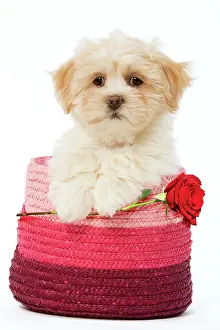 Apsos: Lhasa Apso Dog, puppy in pink raffia basket holding