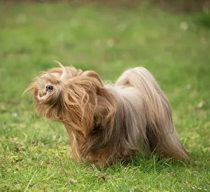 Apsos: Lhasa Apso dog shaking itself in the garden
