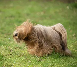 Apsos: Lhasa Apso dog shaking itself in the garden