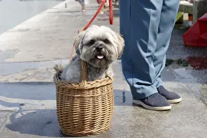Lhasa: Lhasa Apso dog sitting in a basket