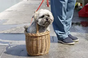 Lhasa: Lhasa Apso dog sitting in a basket