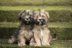 Steps: Lhasa Apso puppies sitting on steps