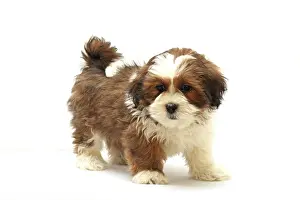 Lhasa: Lhasa Apso puppy, 8 weeks