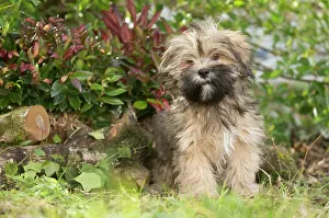 Apsos: Lhasa Apso puppy in the garden