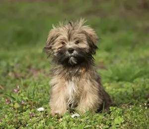 Apsos: Lhasa Apso puppy in the garden