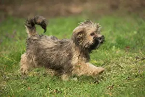 Apsos: Lhasa Apso puppy in the garden
