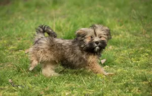 Lhasa: Lhasa Apso puppy in the garden