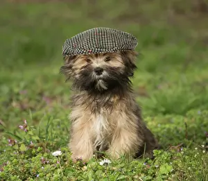 Apsos: Lhasa Apso puppy in the garden wearing a flat cap