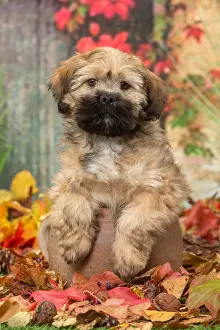 Lhasa: Lhasa Apso puppy outdoors in autumn