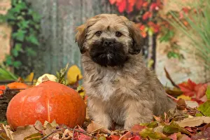 Lhasa: Lhasa Apso puppy outdoors in autumn
