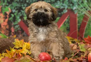 Lhasa: Lhasa Apso puppy outdoors in autumn