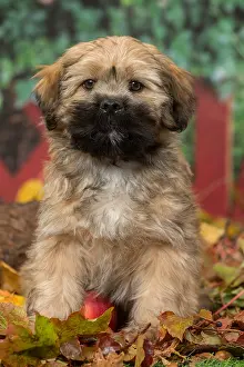 Lhasa: Lhasa Apso puppy outdoors in autumn