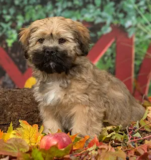 Lhasa: Lhasa Apso puppy outdoors in autumn