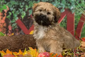 Lhasa: Lhasa Apso puppy outdoors in autumn