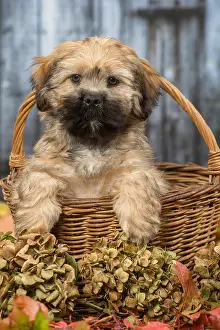Lhasa: Lhasa Apso puppy outdoors in autumn
