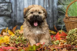 Lhasa: Lhasa Apso puppy outdoors in autumn