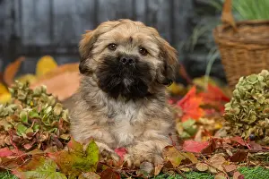 Lhasa: Lhasa Apso puppy outdoors in autumn