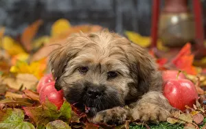 Lhasa: Lhasa Apso puppy outdoors in autumn