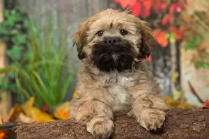 Lhasa: Lhasa Apso puppy outdoors in autumn