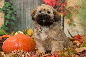 Pumpkins: Lhasa Apso puppy outdoors in autumn