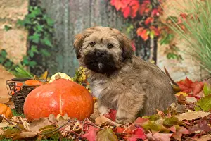 Pumpkins: Lhasa Apso puppy outdoors in autumn