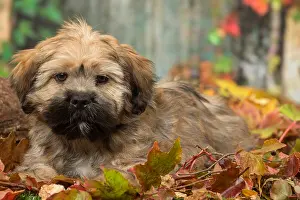 Lhasa: Lhasa Apso puppy outdoors in autumn