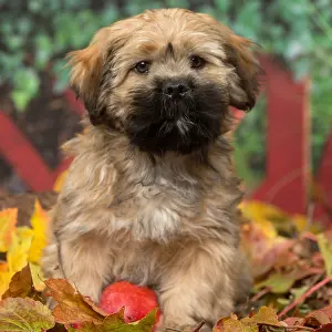 Lhasa: Lhasa Apso puppy outdoors in autumn