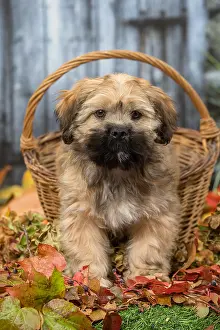 Baskets: Lhasa Apso puppy outdoors in autumn