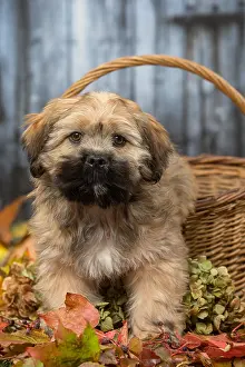 Baskets: Lhasa Apso puppy outdoors in autumn