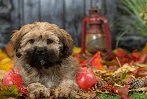 Lhasa: Lhasa Apso puppy outdoors in autumn